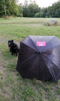 Ein nasser kleiner Hund steht auf einer Wiese links neben einem schwarzen Regenschirm, auf dem ein Papierblatt mit der Aufschrift "Auf zur Venus" befestigt ist.